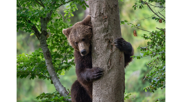 young brown bear embracing a tree in the forest