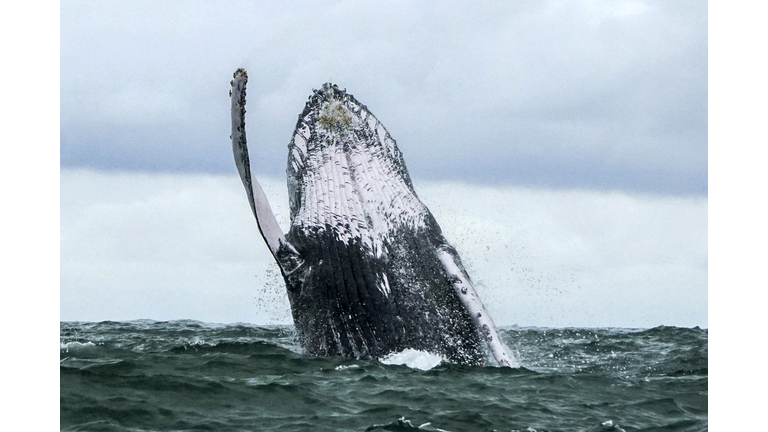 COLOMBIA-WILDLIFE-WHALE