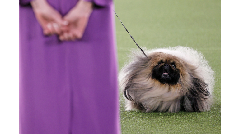 145th Annual Westminster Kennel Club Dog Show