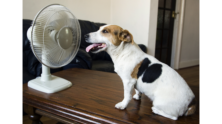 Dog and Fan