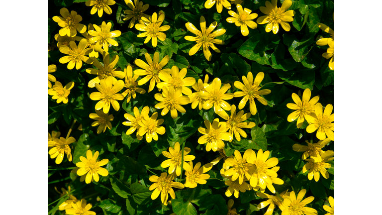 The vivid, yellow flowers of Lesser Celandine growing wild in a hedgerow in the north west of the UK. Taken on a sunny day in April.