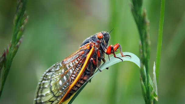 Strange Fungus Turning Cicadas Into "Saltshakers Of Death"