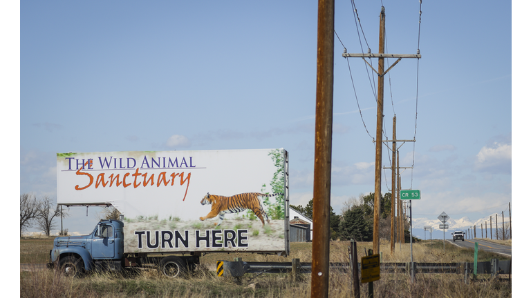 Wild Animal Sanctuary In Colorado Home To Almost 40 Tigers From Wildly Popular Documentary Of Joe Exotic "Tiger King"