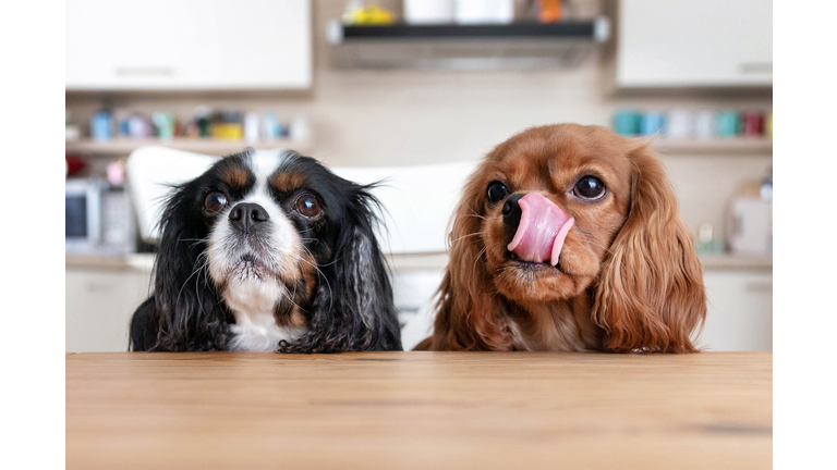 Two dogs behind the table