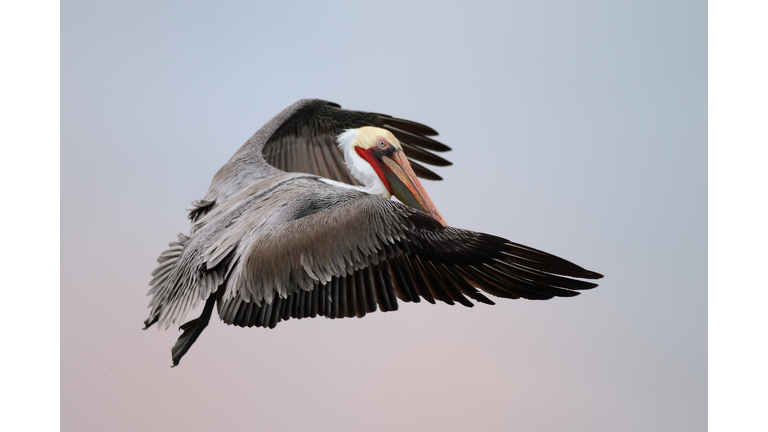 Brown Pelican Flying