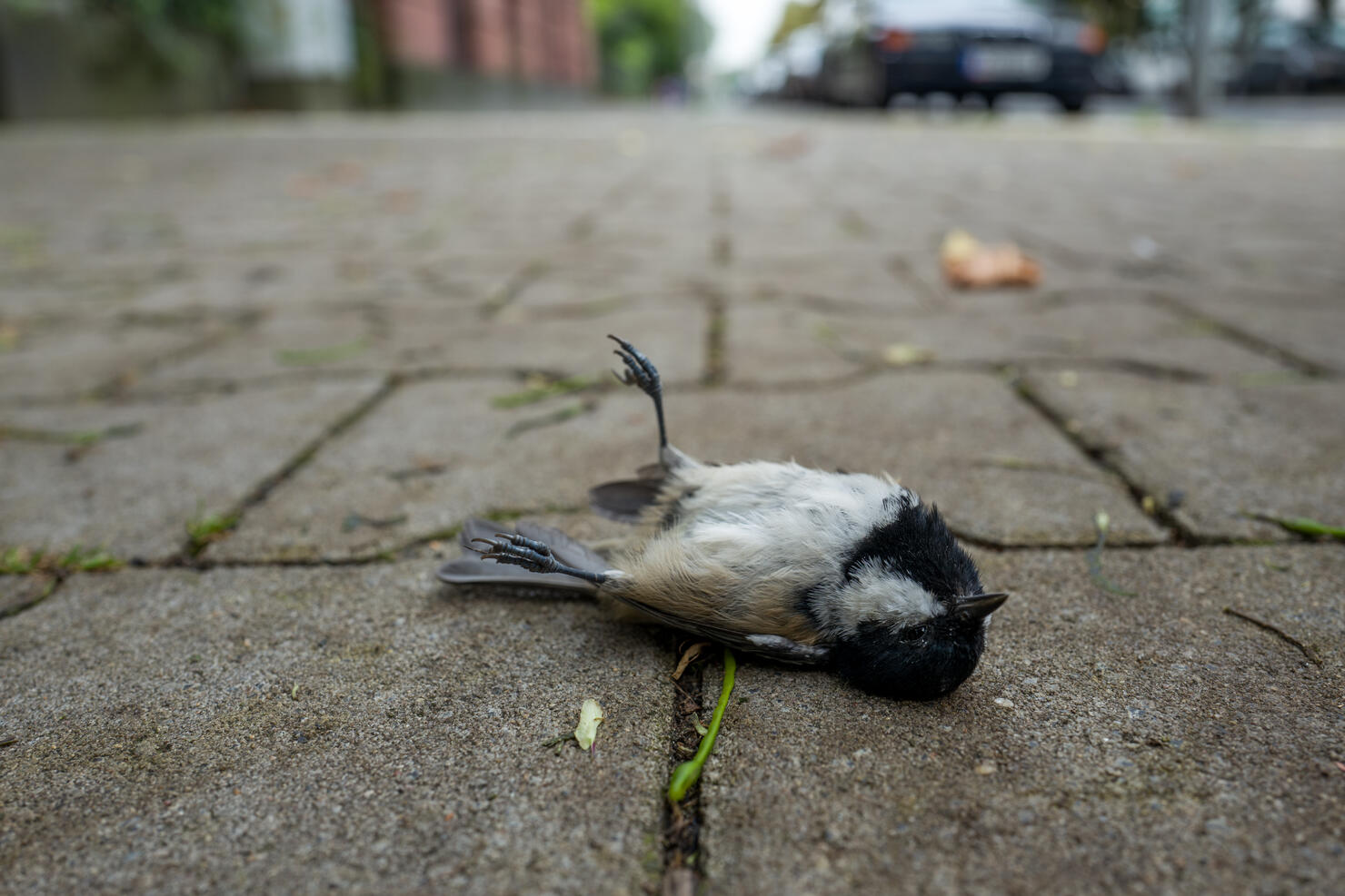 Dead bird on boardwalk