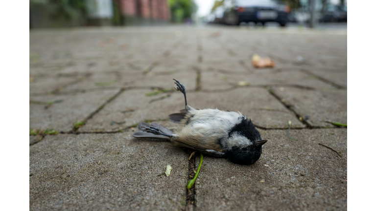 Dead bird on boardwalk