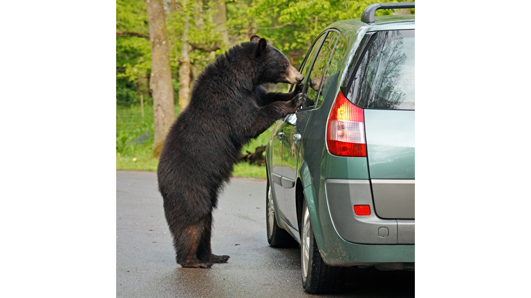 Bear and car