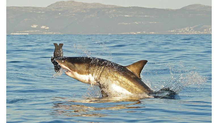 A Great White shark jumps out of the wat