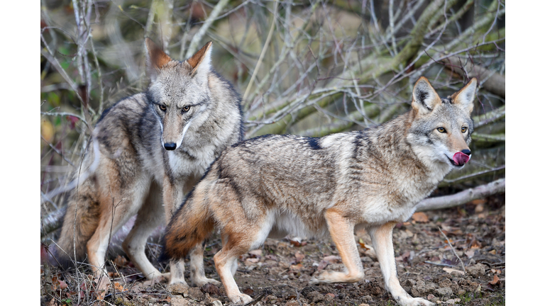 Coyote Population Exploding in Florida, They've Been Seen in Every County