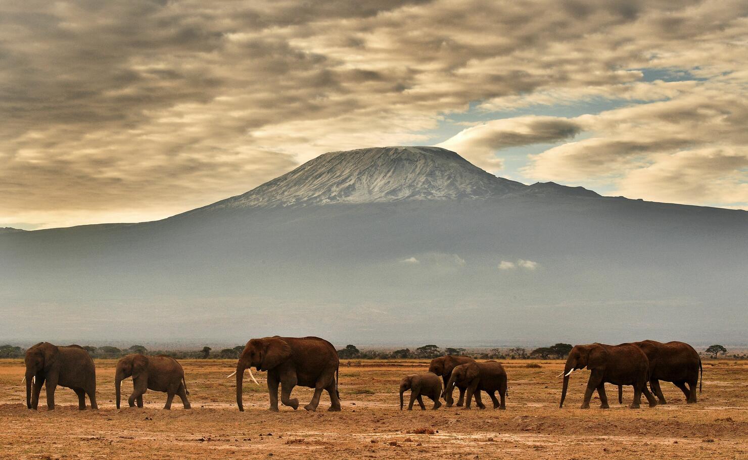 A heard of elephants walk in front of Mount Kilimanjaro. 