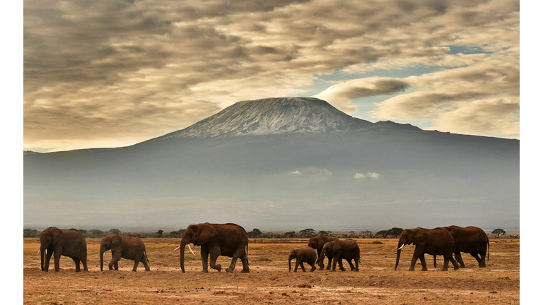 A heard of elephants walk in front of Mount Kilimanjaro. 