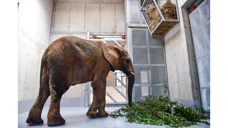 HUNGARY-FRANCE-ANIMAL-ZOO-ELEPHANT