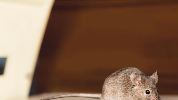 8/4 Missing Link #1: Mouse in the pants!