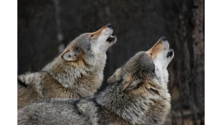 Howling wolves