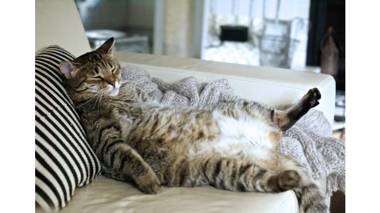 Lazy fat cat sleeping on the couch