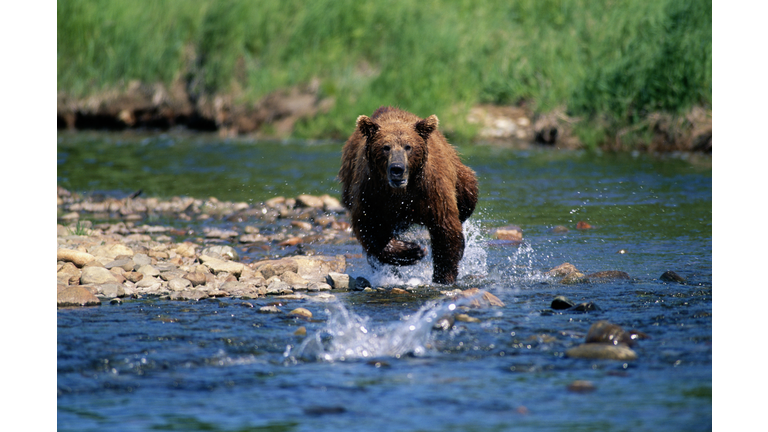 Grizzly bear (Ursus arctos horribilis) fishing for salmon