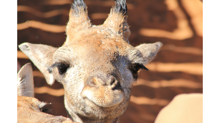 Giraffe smile of innocence and Wildlife background from Africa