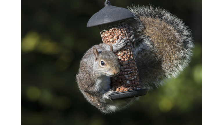 Grey Squirrel hugging birds peanuts