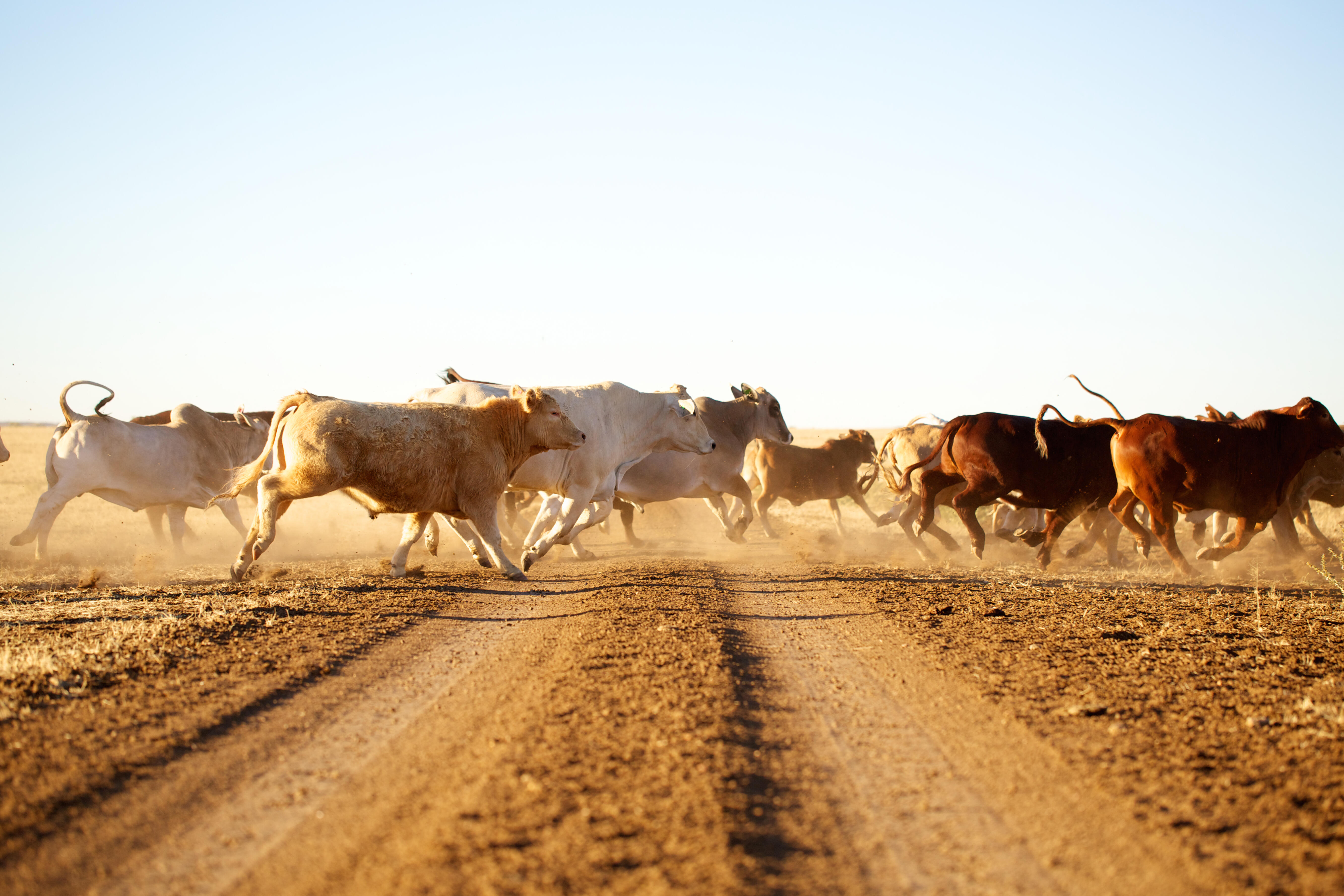 WATCH: Dozens Of Escaped Cows Stampede Through California Neighborhood ...