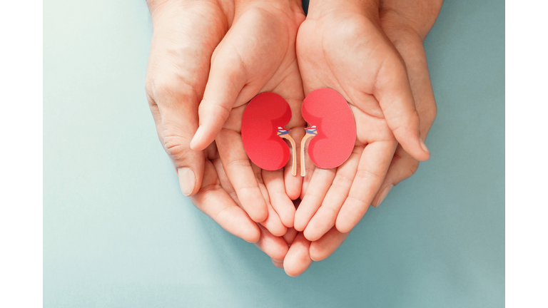 Adult and child holding kidney shaped paper, world kidney day, National Organ Donor Day, charity donation concept