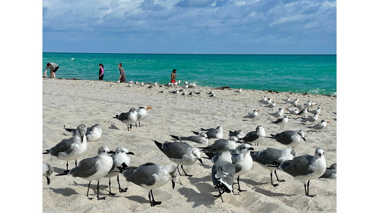 These New Beach rankings were Topped  by Another Local Beach, as Siesta Key was #1.. Giving our Area, Two of the Top 4 Beaches in Florida