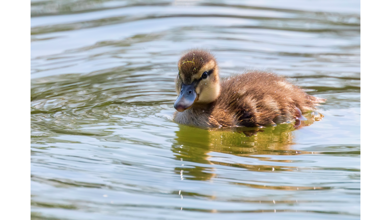 Mallard Duck Baby on water surface, Ducklings Swimming