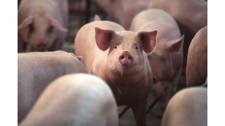 Nation's Pork Production Reportedly Down 50% Growing Fears Of Meat Shortages