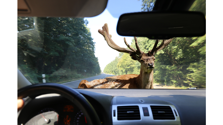 Be aware of deer crossing!