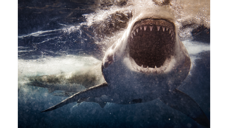 Extreme close up of Great White Shark attack with blood