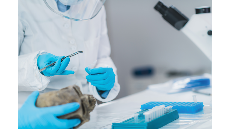 Midsection Of Doctors Examining Skull In Laboratory