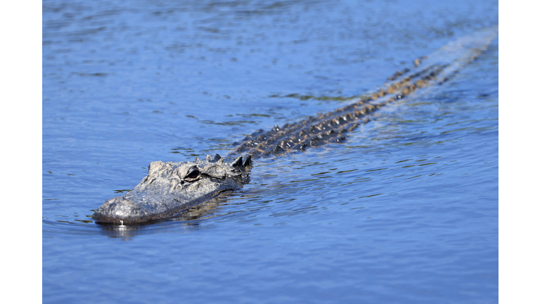 Alligator Injures a Venice Man, Biting Him While He was Swimming in Pond