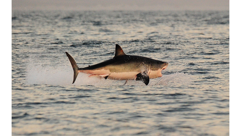 A Great White shark jumps out of the wat