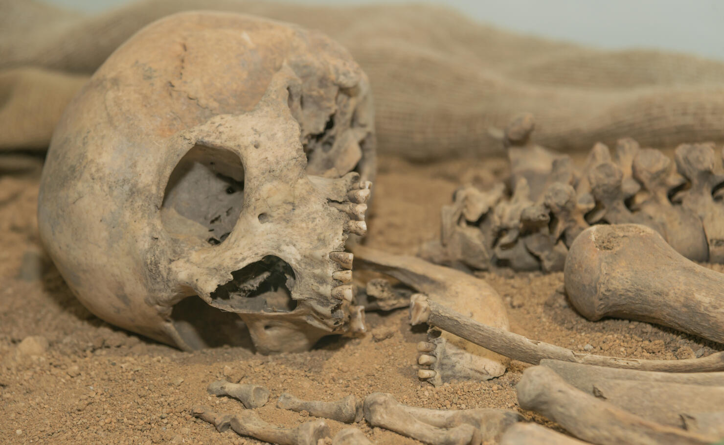 Archaeologists excavated the skeleton of a Neanderthal bones and skull with an open mouth in the ground.