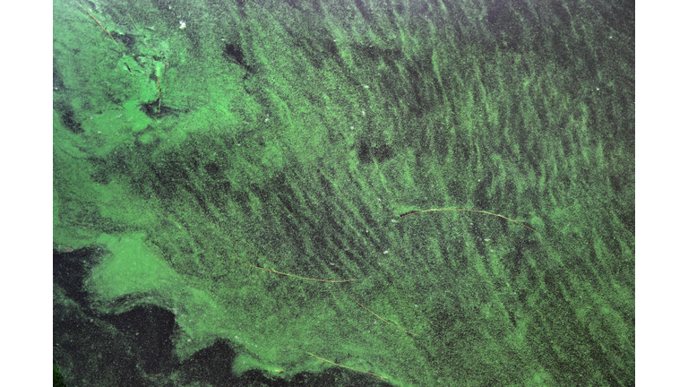 A blue-green algae bloom