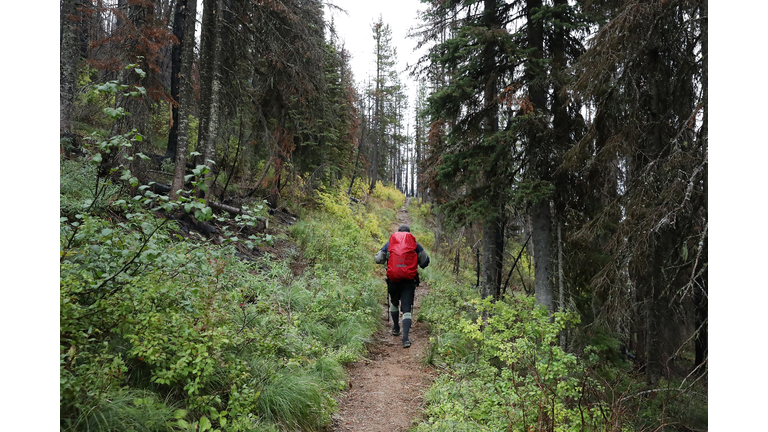 Montana Forests Struggle With Climate Change