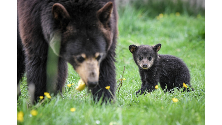 FRANCE-ZOO-ANIMALS-BEARS