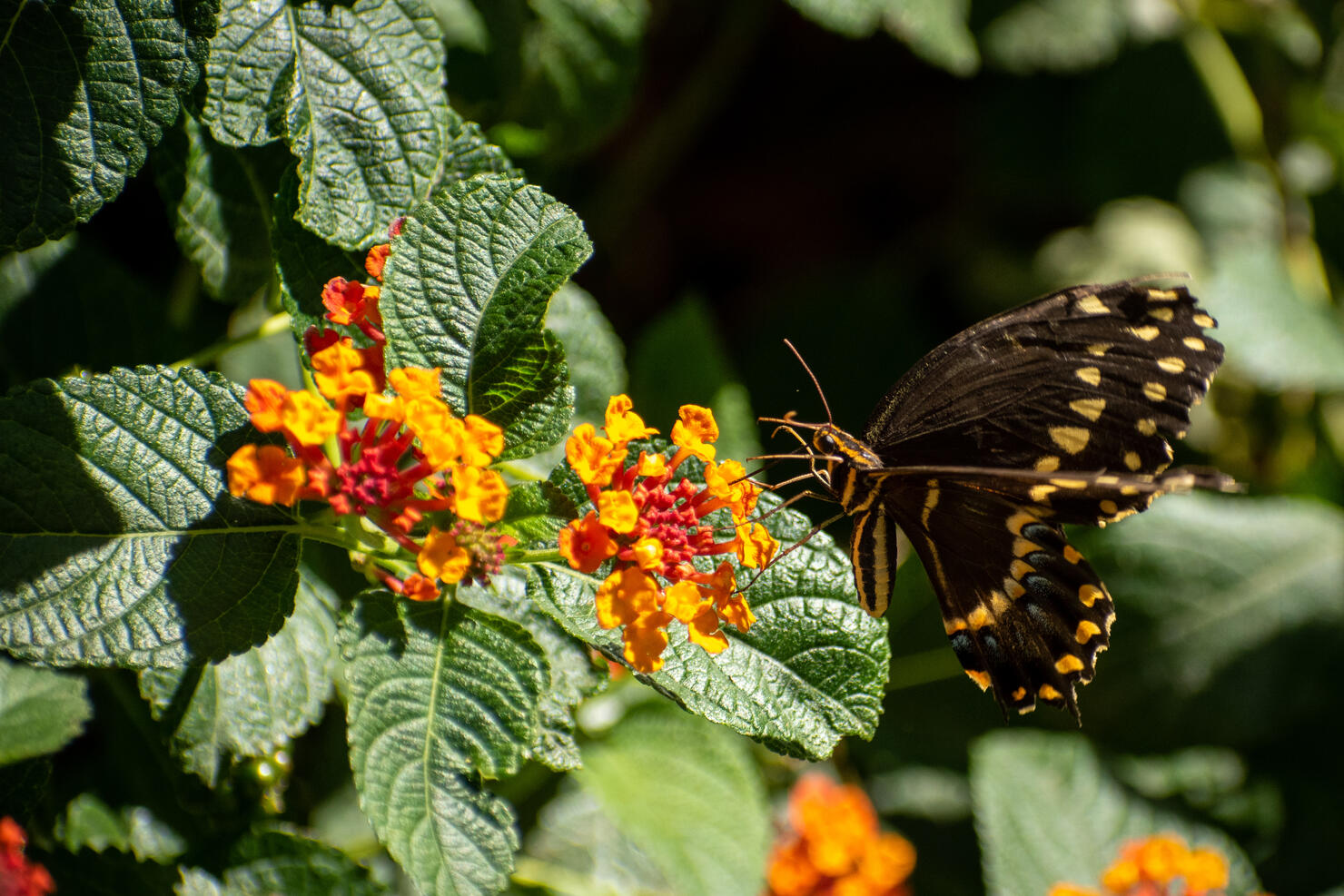 Side view of a black and yellow butterfly