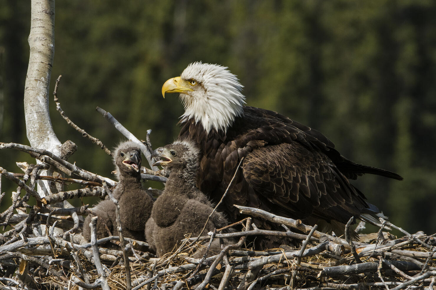 Bald Eagle, nesting