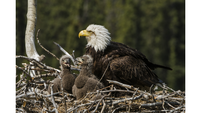 Bald Eagle, nesting