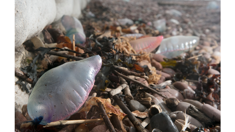 Storm Ophelia Washes Up Portuguese Man o' War Jellyfish On The Shore At Sidmouth