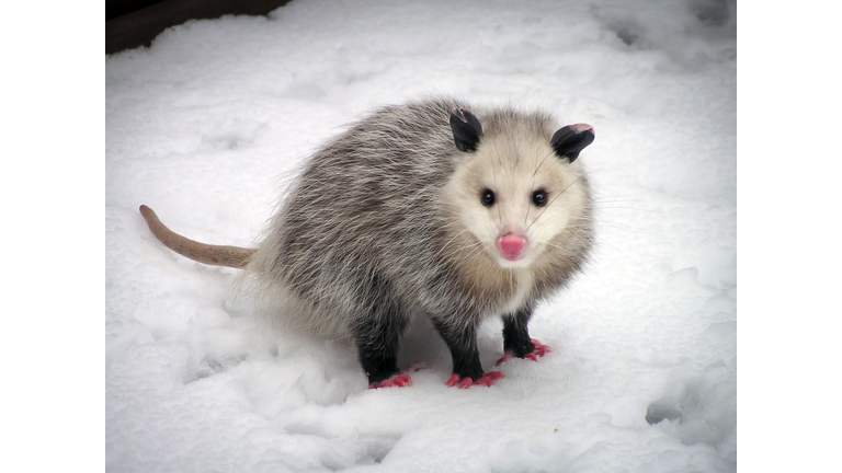 Virginia Opossum in the snow