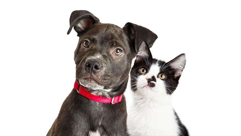 Puppy and Kitten Closeup Over White