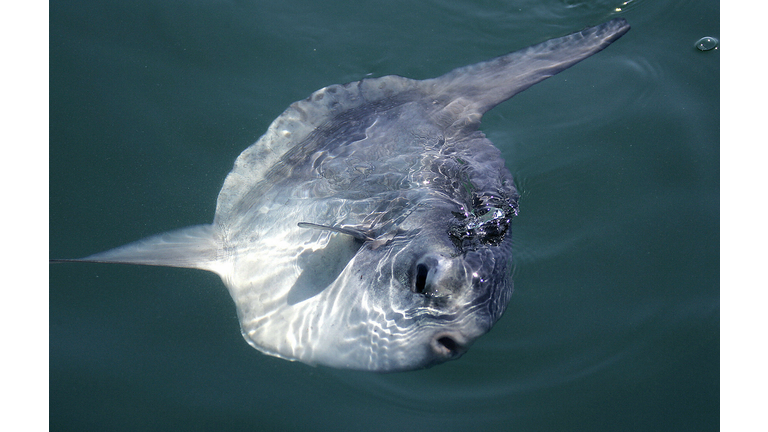 An Ocean Sunfish (mola mola) swims to th...