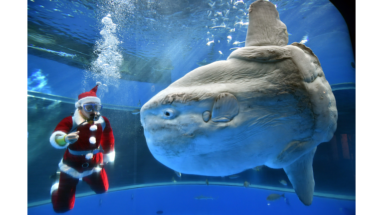 JAPAN-AQUARIUM-CHRISTMAS