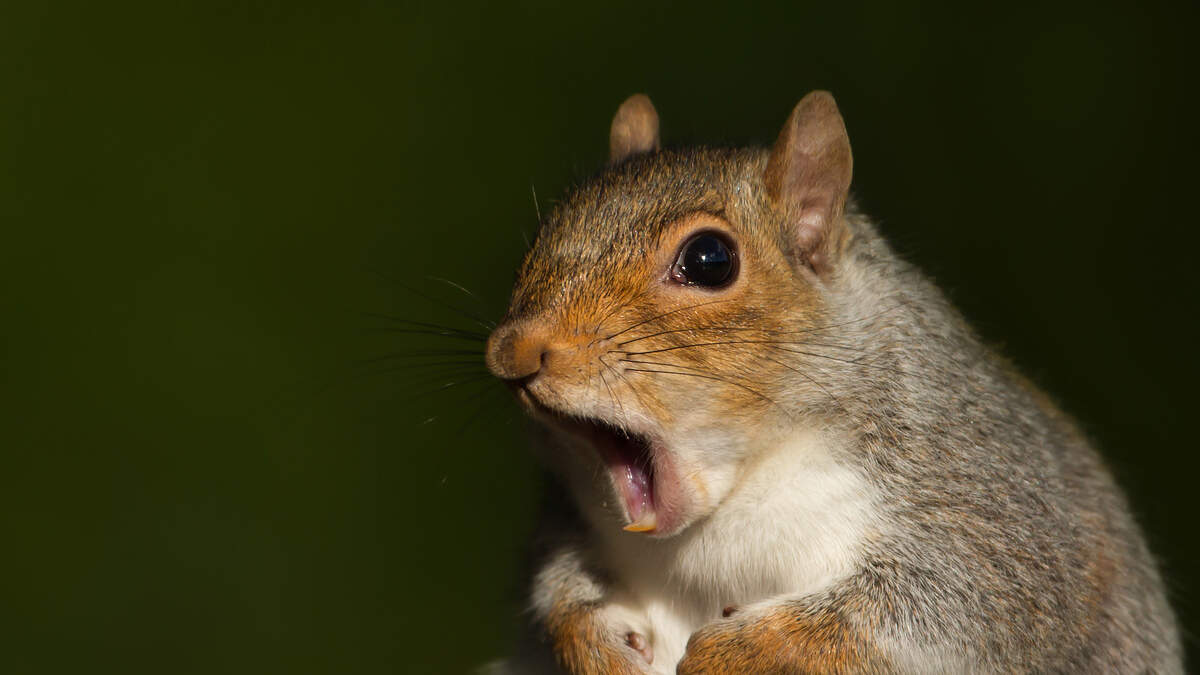 VIDEO: Squirrel Attacks Man On Zoom Call  American Top 40