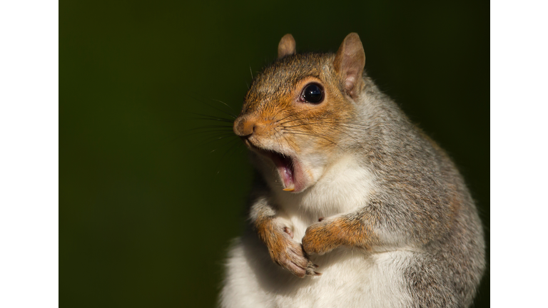 Close-Up Of Squirrel With Mouth Open At Night