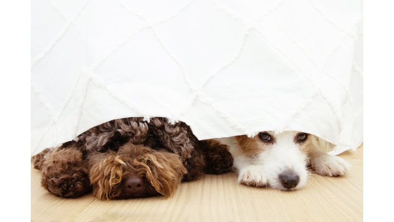 Two afraid or scared dogs below a curtain because of fireworks, thunderstorm, loud noises or separation anxiety.