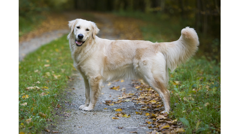 Beautiful Golden Retriever dog Moana