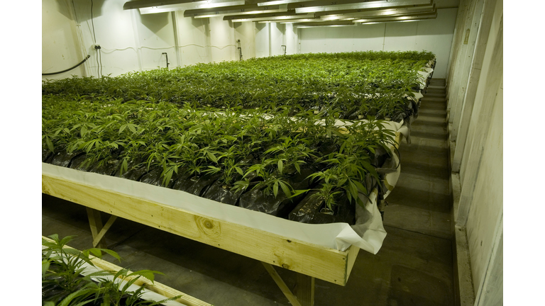 Photo shows thousands of young marijuana